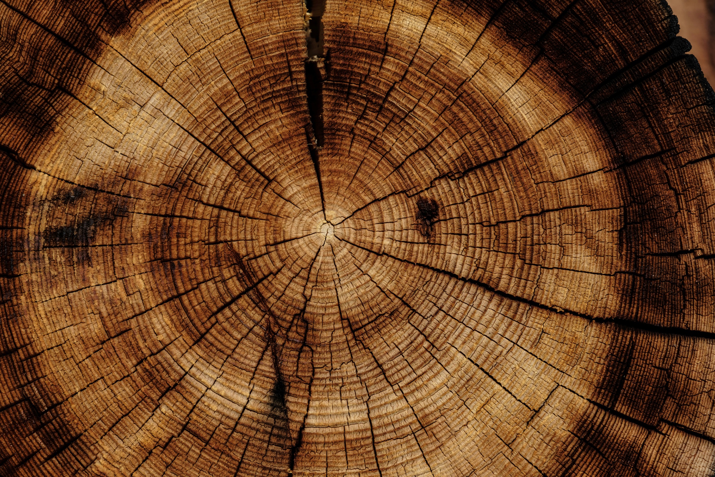 End grain of a sawn log: growth rings spreading from the centre, split by drying cracks.
